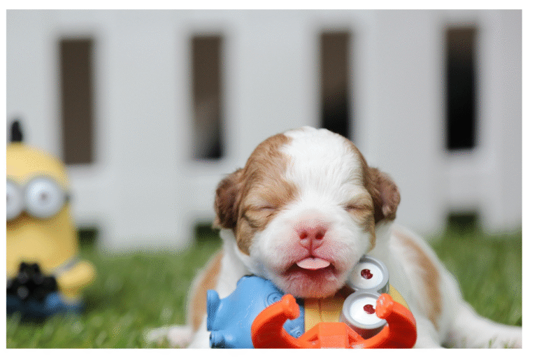 Why Puzzle Toys Are a Must for Mental Stimulation -The Ultimate 2025 Guide for Pet Parents