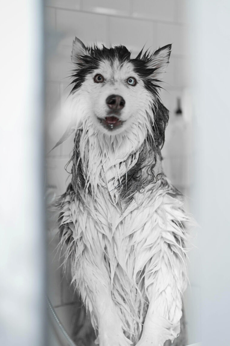 Top 7 Pet Shampoos That Keep Fur Shiny & Smelling Fresh
