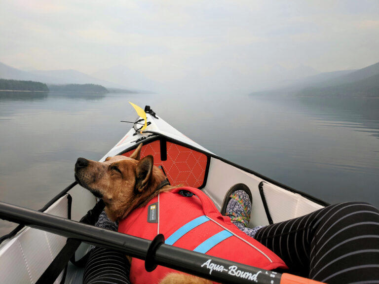 Pet Travel Safety: Tips for Stress-Free Journeys