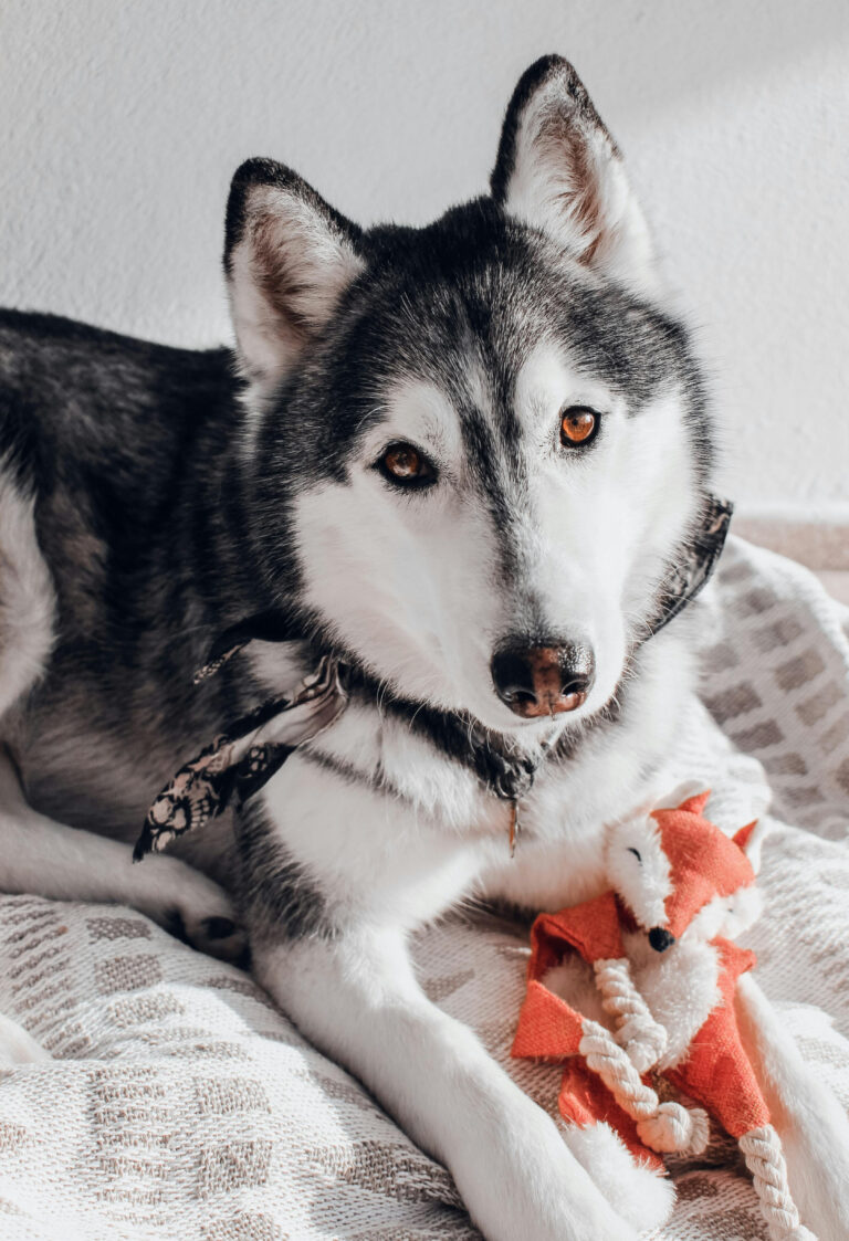 Top 10 Interactive Toys to Keep Your Dog Busy Indoors